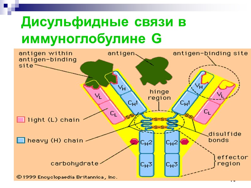 75 Дисульфидные связи в иммуноглобулине G